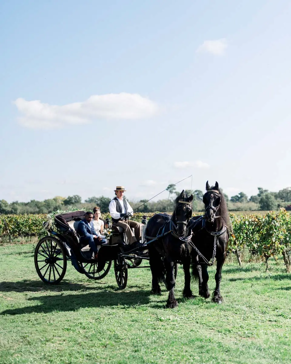Carriage drawn by two black horses crossing the lawn near the vines