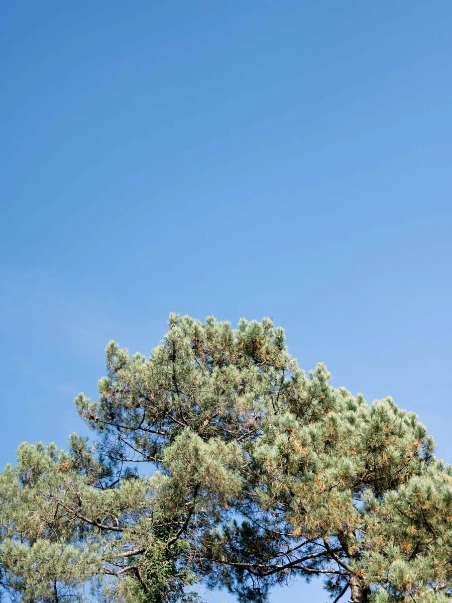 Top of a maritime pine against the deep blue sky of Arcachon Bay