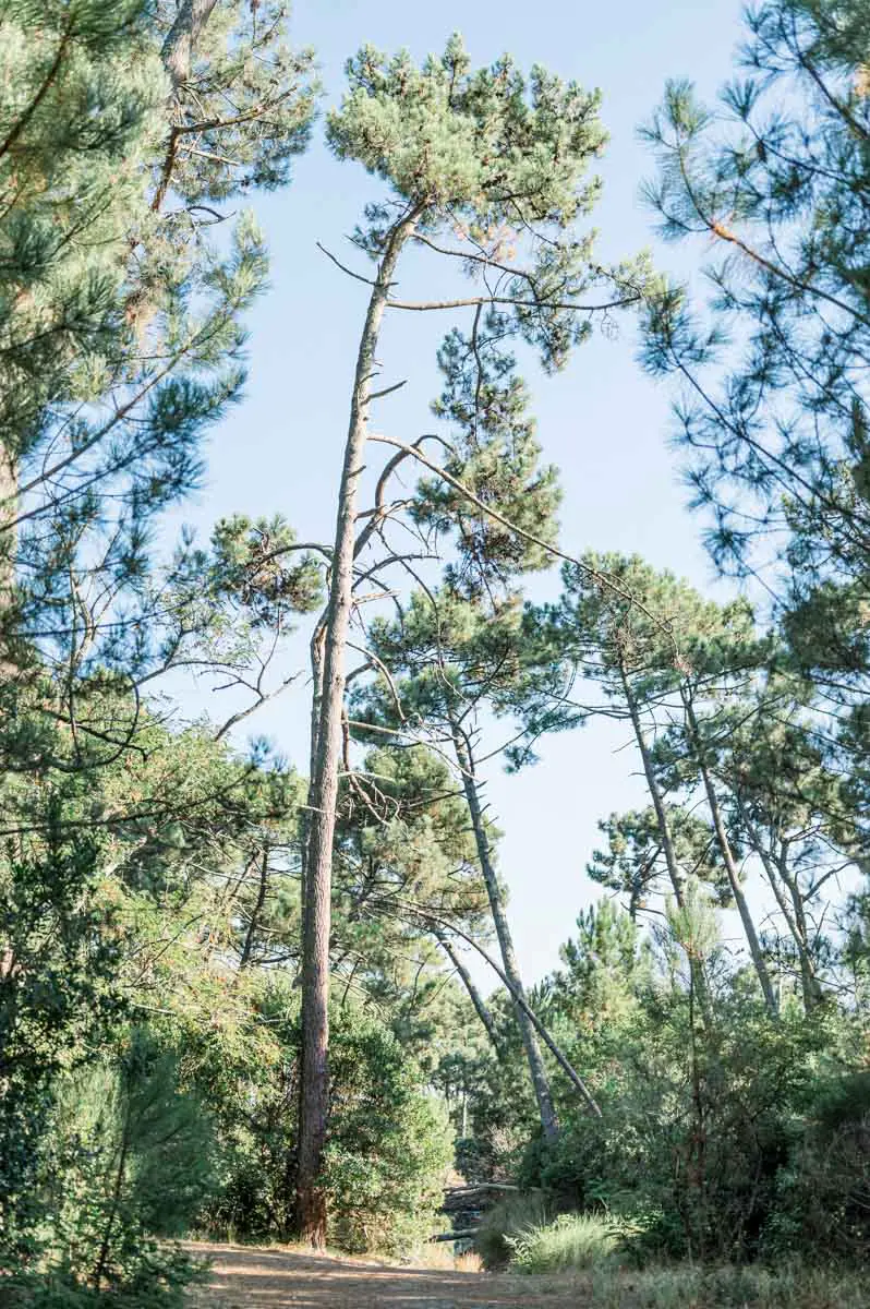 Tall leaning pines above a path at the Piraillan reservoirs