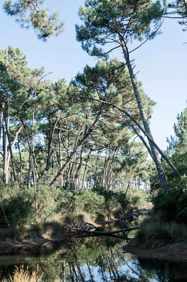 Pines reflected in the still water of the Piraillan reservoirs