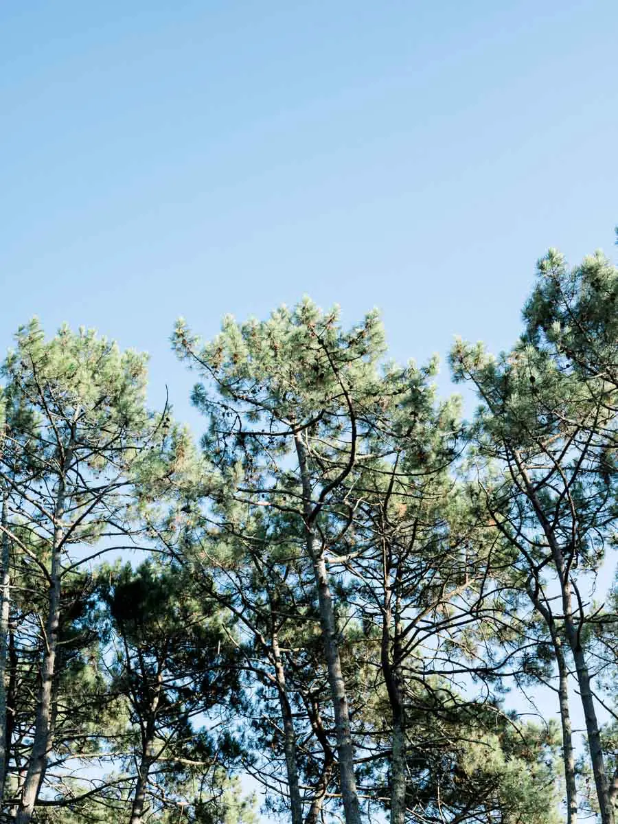 Maritime pine crowns silhouetted against the blue sky