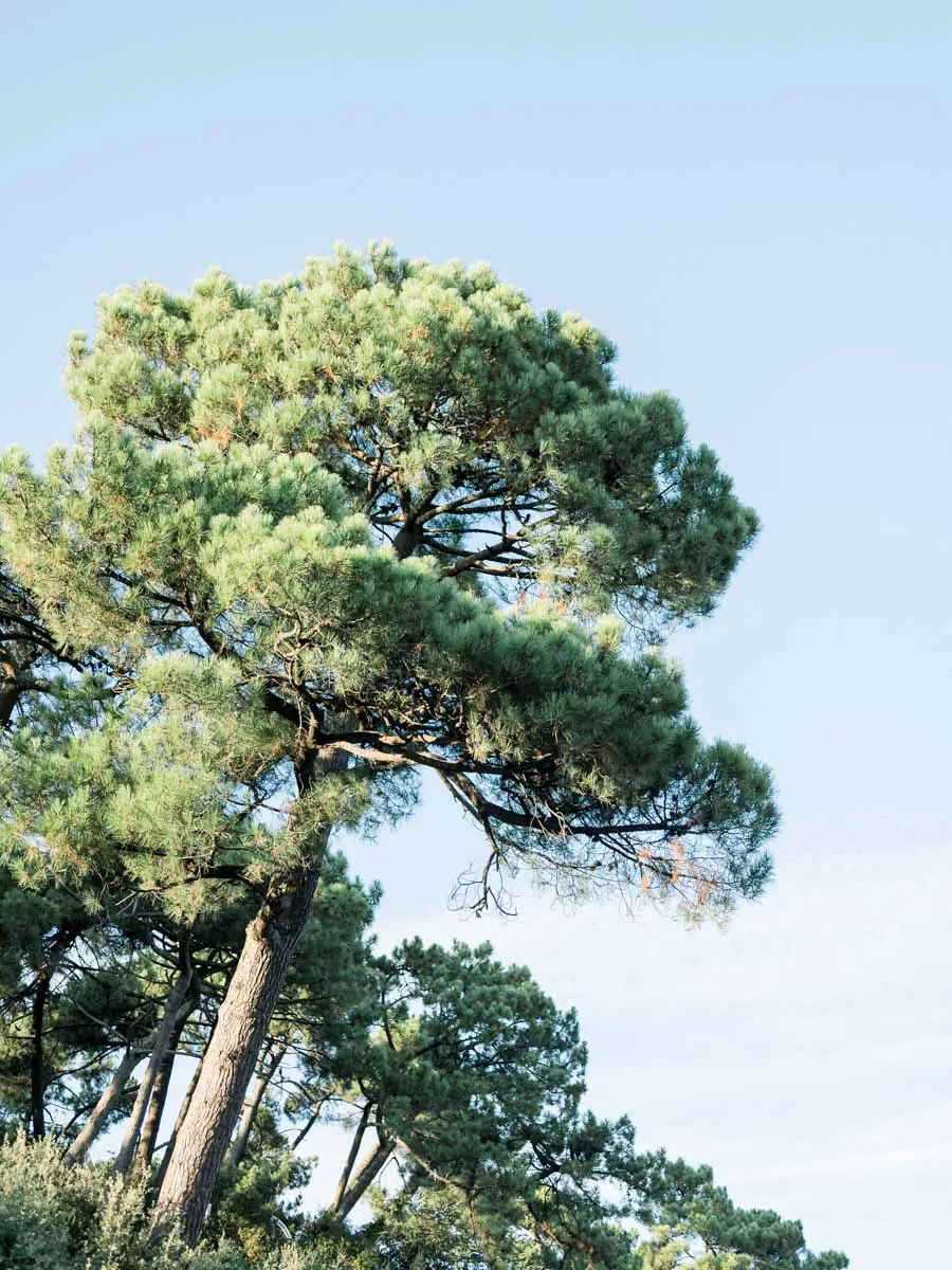 An umbrella pine standing tall against the Cap-Ferret sky