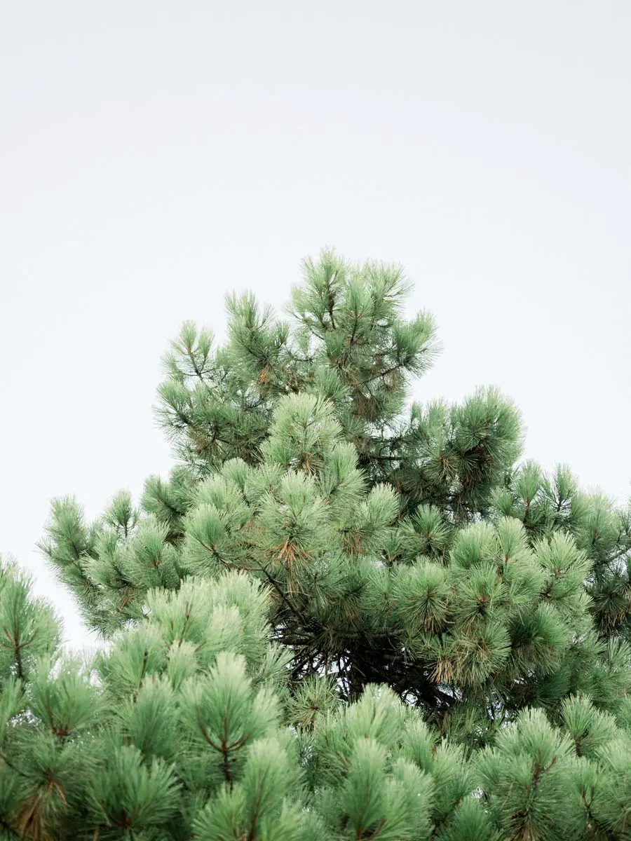 Close-up of maritime pine branches in soft light