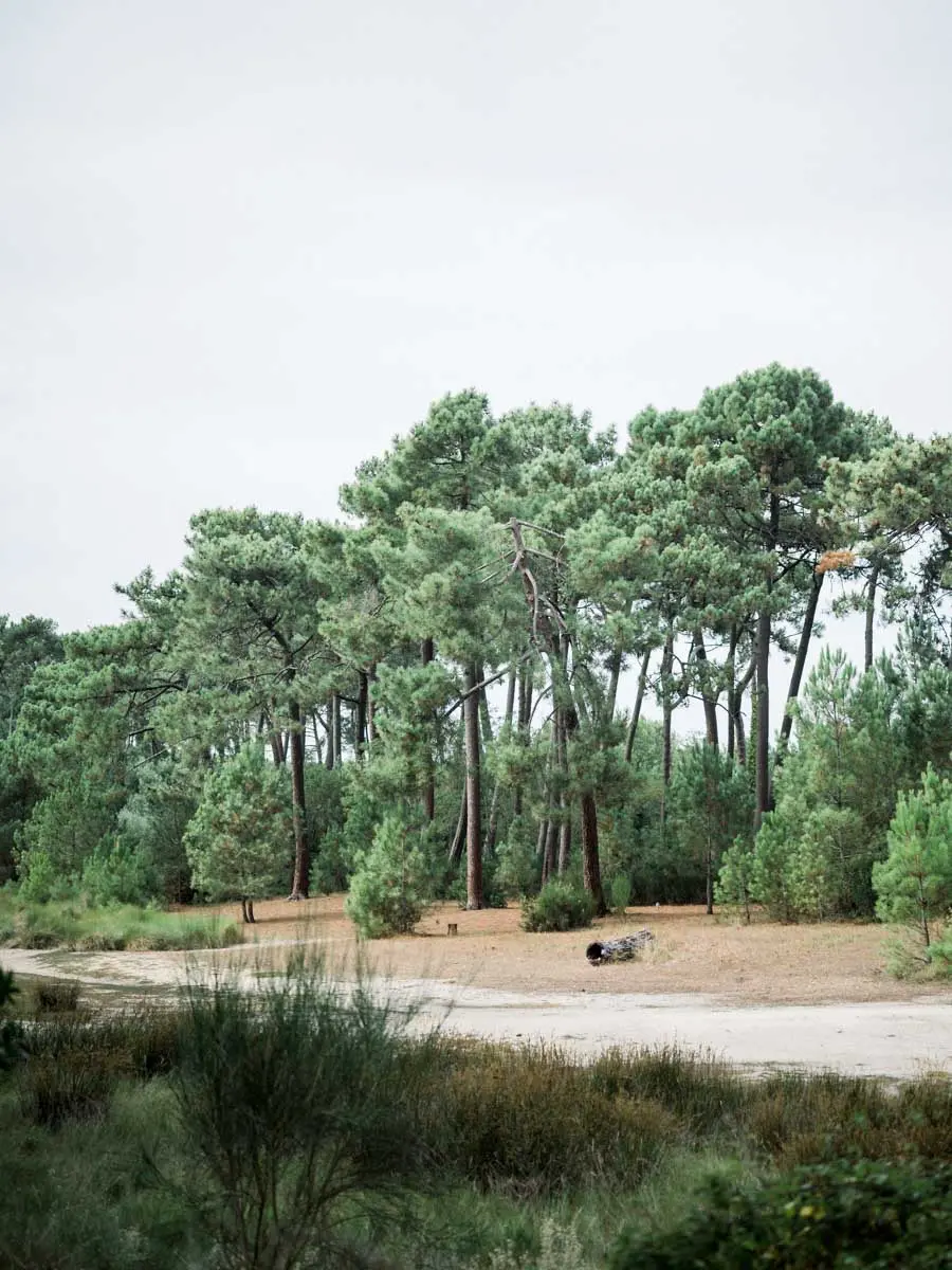 Maritime pines and heathland by the Piraillan reservoirs, Arcachon Bay