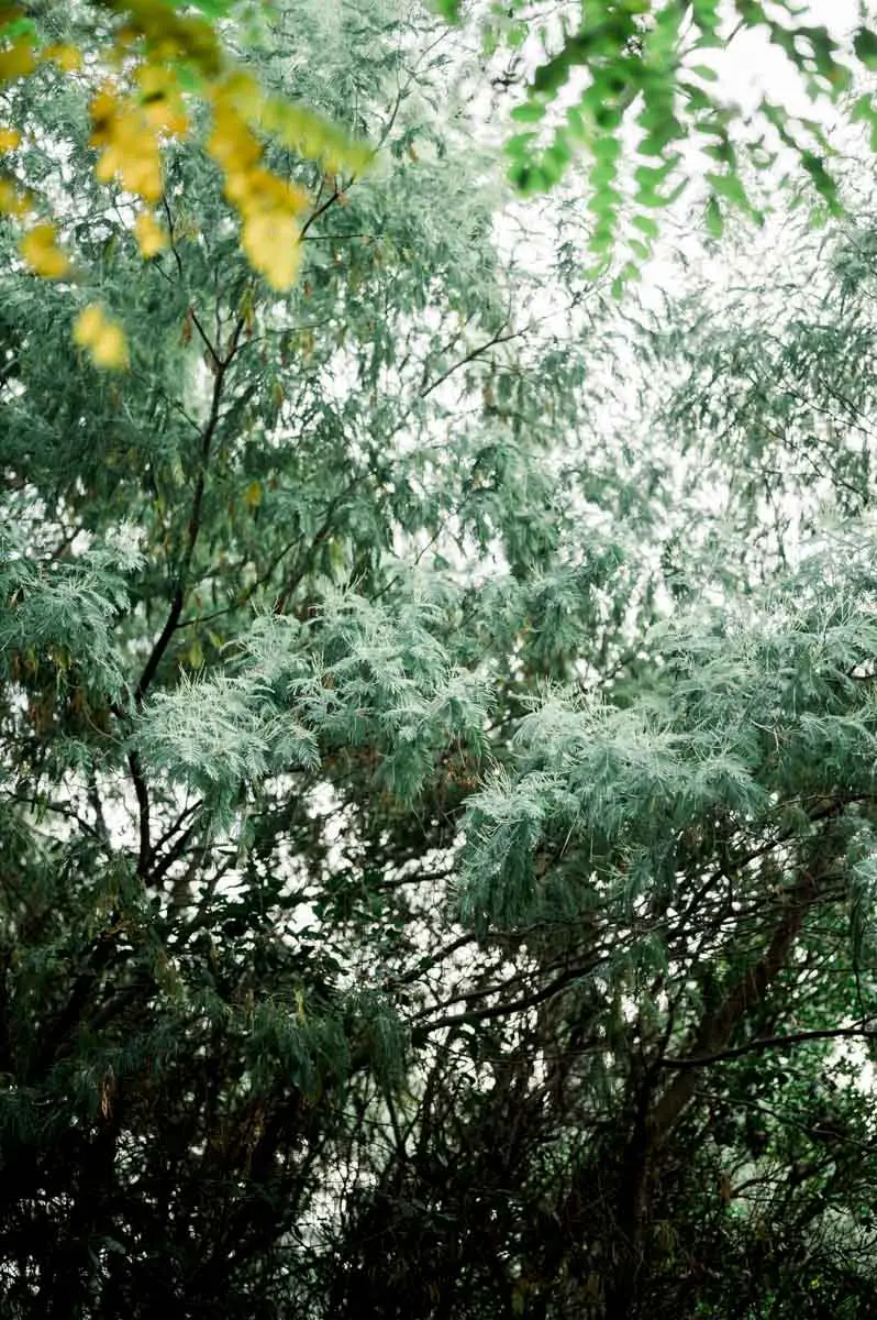 Green foliage and tree branches in the reservoir woodland