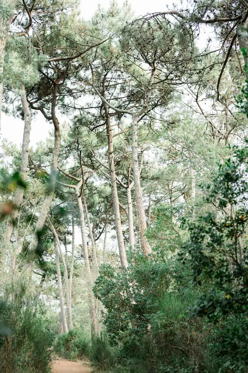 Woodland of pines and oaks on the shores of Arcachon Bay