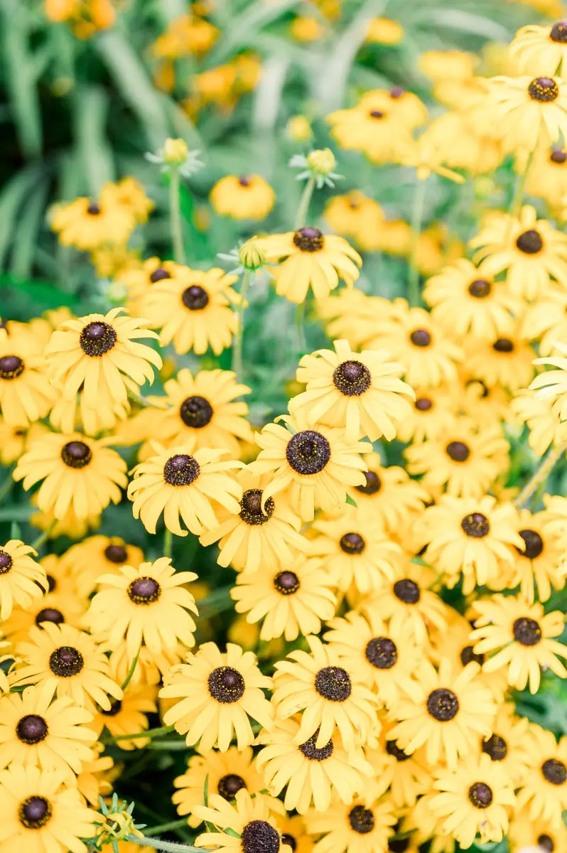 Bed of yellow black-eyed Susans in bloom in a Bordeaux park