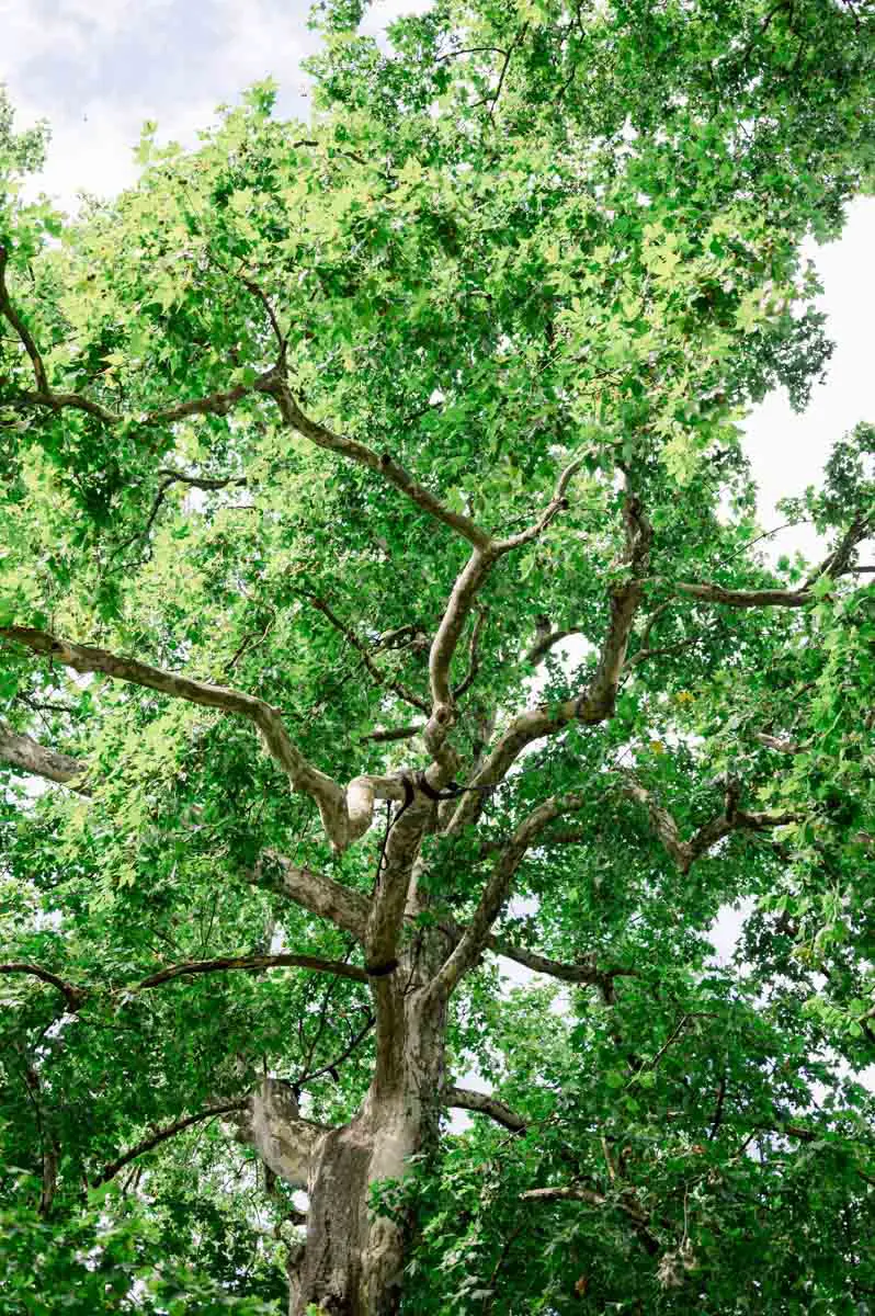 Tall leafy tree seen from below in Parc Bordelais