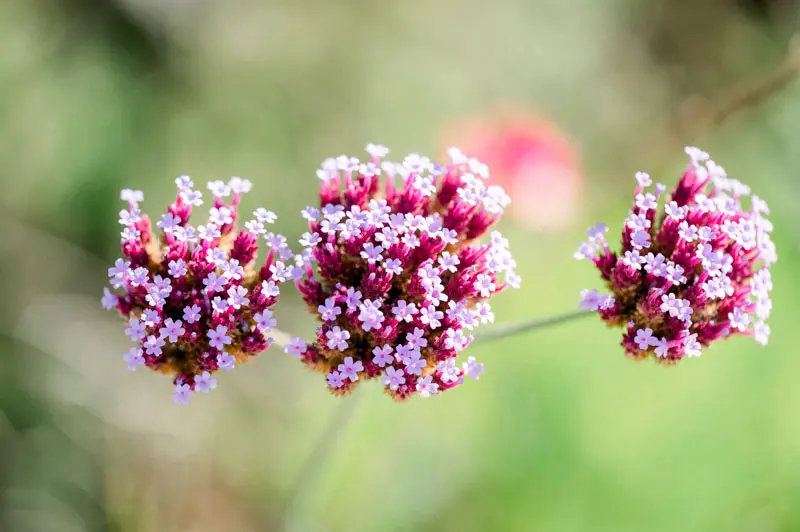 Close-up of mauve verbena flowers in the château grounds