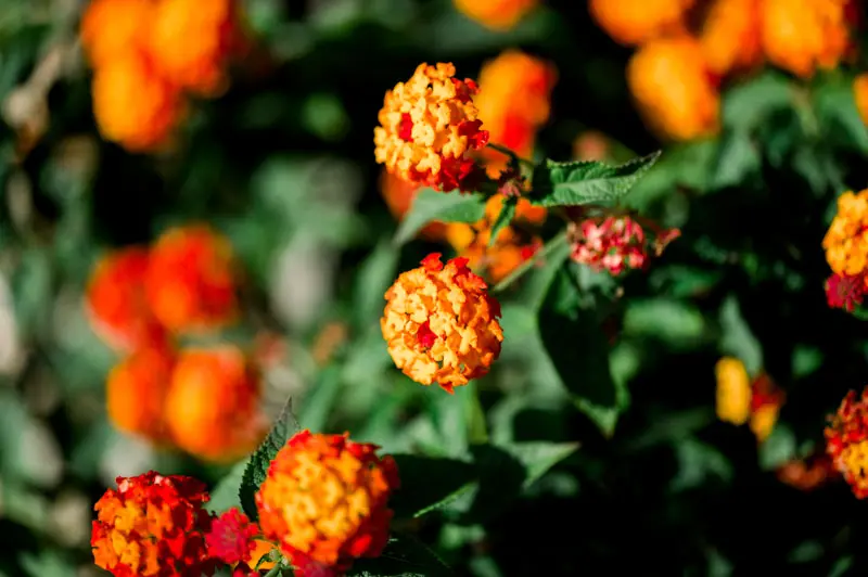 Orange and red lantana flowers in the Château Pape Clément grounds