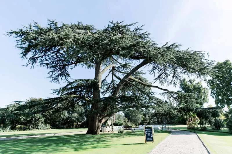 Majestic cedar of Lebanon on the lawn of Château Pape Clément