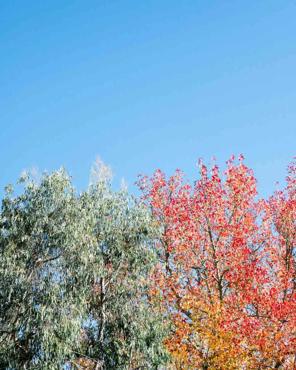 Red and orange autumn foliage under a blue sky in Gironde