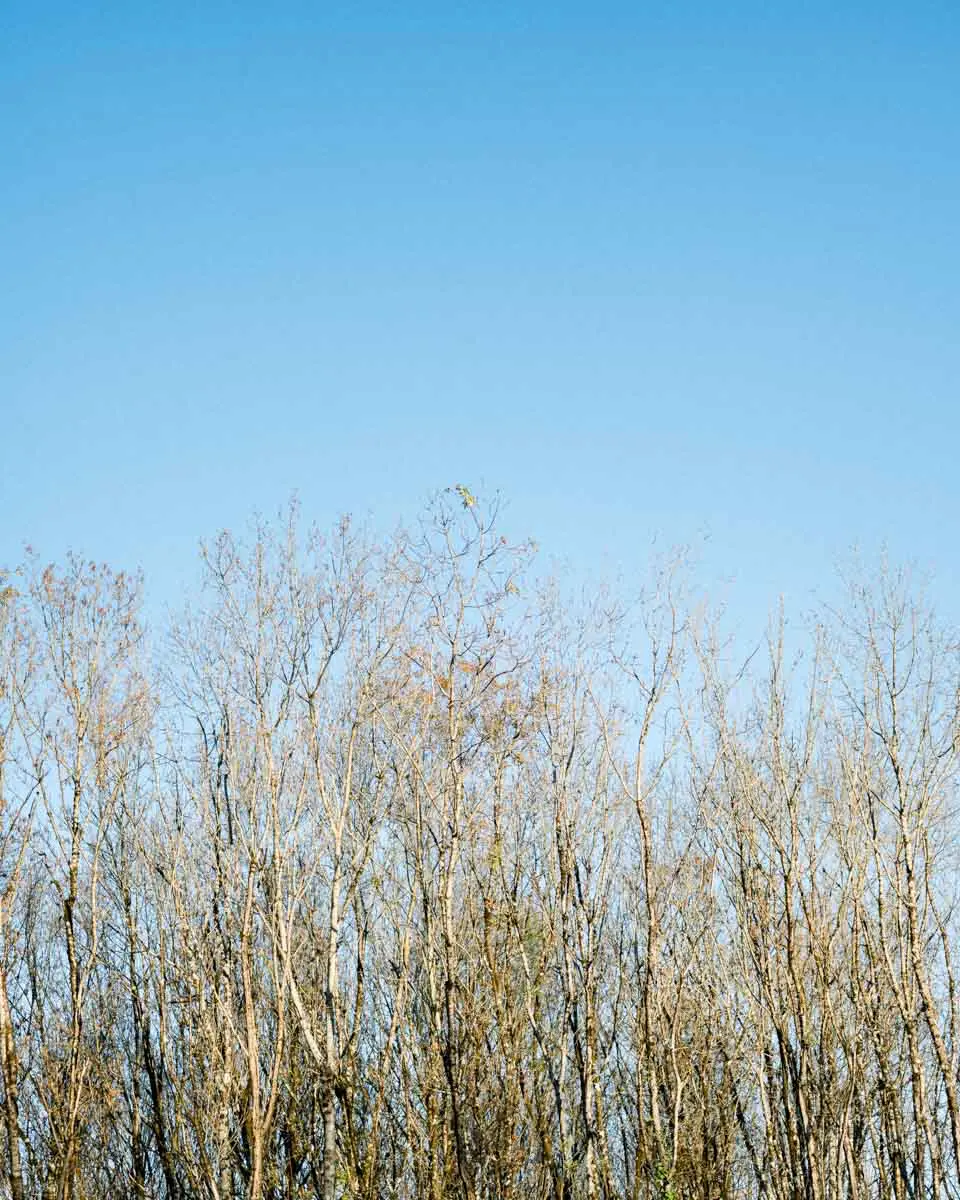 Bare treetops gilded by winter sun under a blue sky