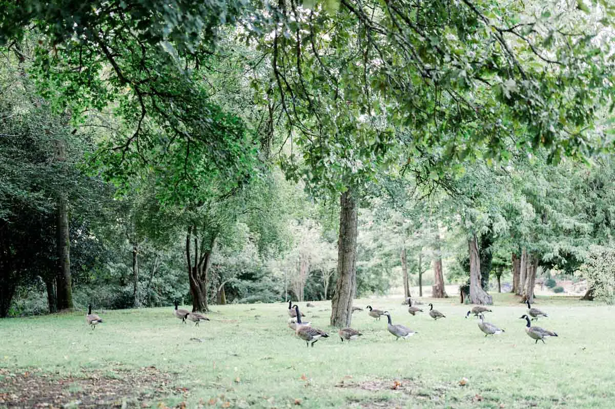 Geese and ducks on the shaded lawn of Parc Majolan