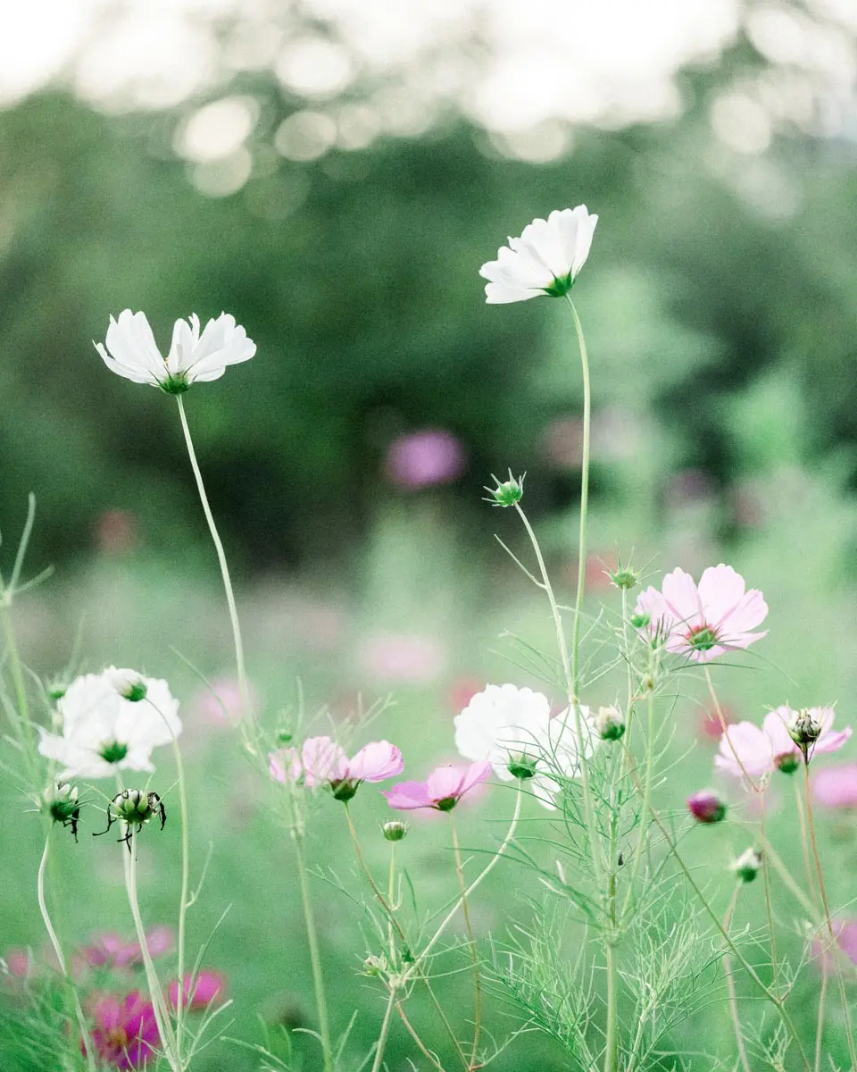 White and pink cosmos flowers blooming in a meadow at Parc Majolan