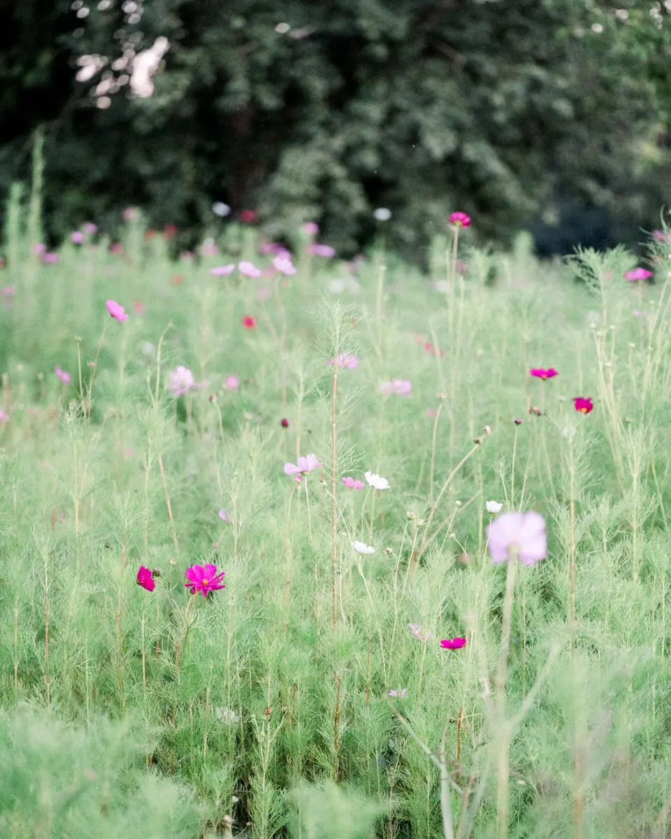 Meadow of pink cosmos flowers in front of the trees at Parc Majolan