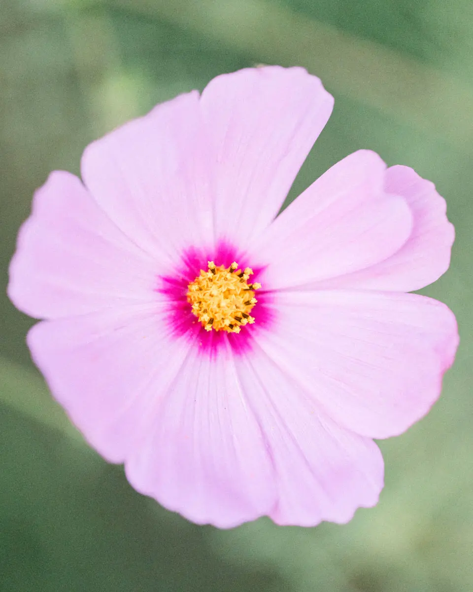 Close-up of a pink cosmos flower with a yellow centre