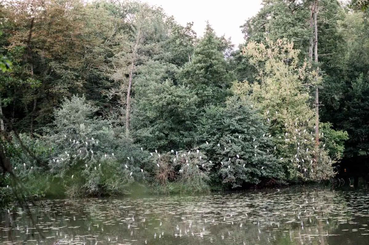 Pond fringed with trees and dense greenery at Parc Majolan