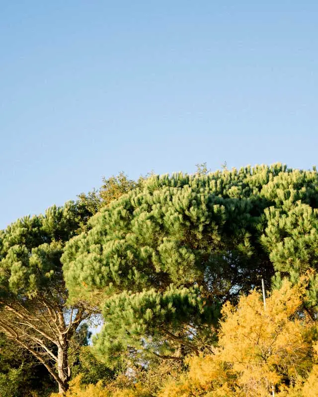 Umbrella pines and golden shrubs bathed in late afternoon light