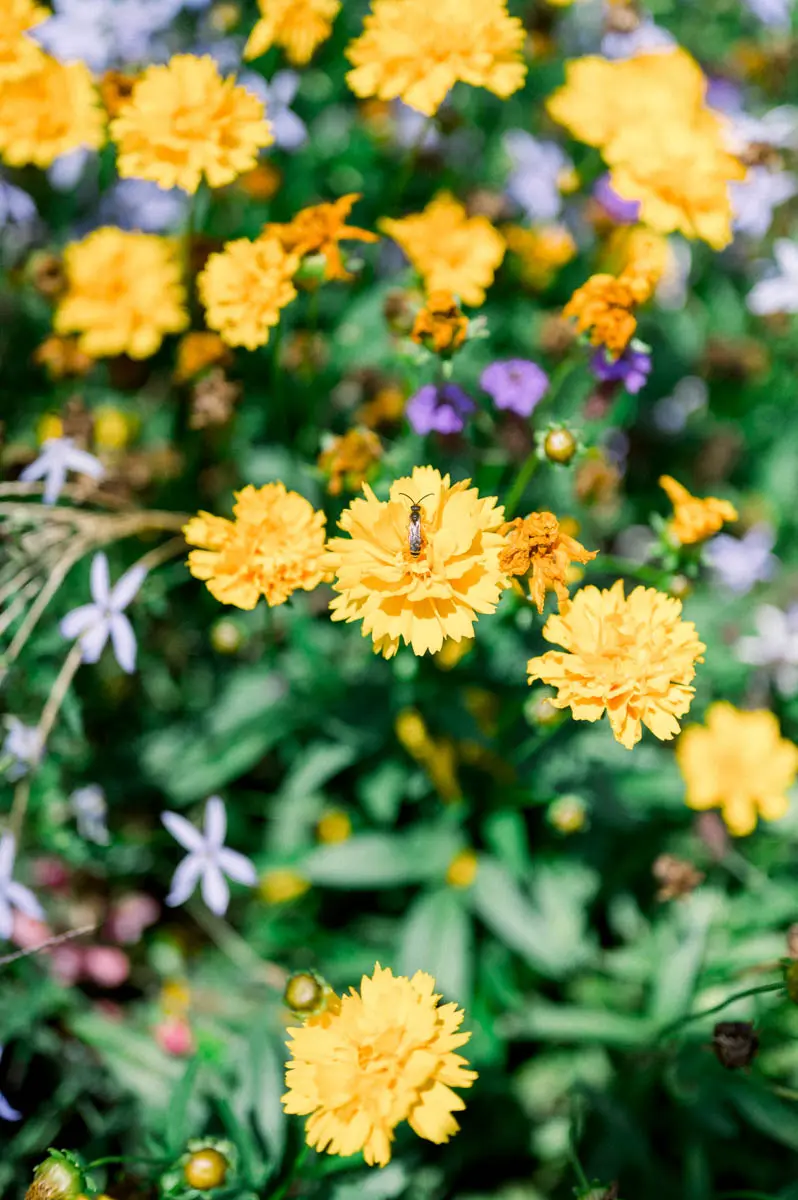 Bed of yellow and purple flowers outside Soulac-sur-Mer town hall
