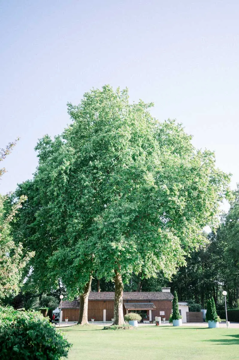 Large tree in the grounds of Domaine de Cordet under a blue sky