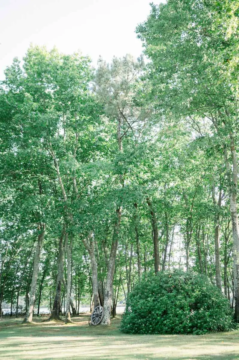 Grove of lush green trees in the grounds of Domaine de Cordet