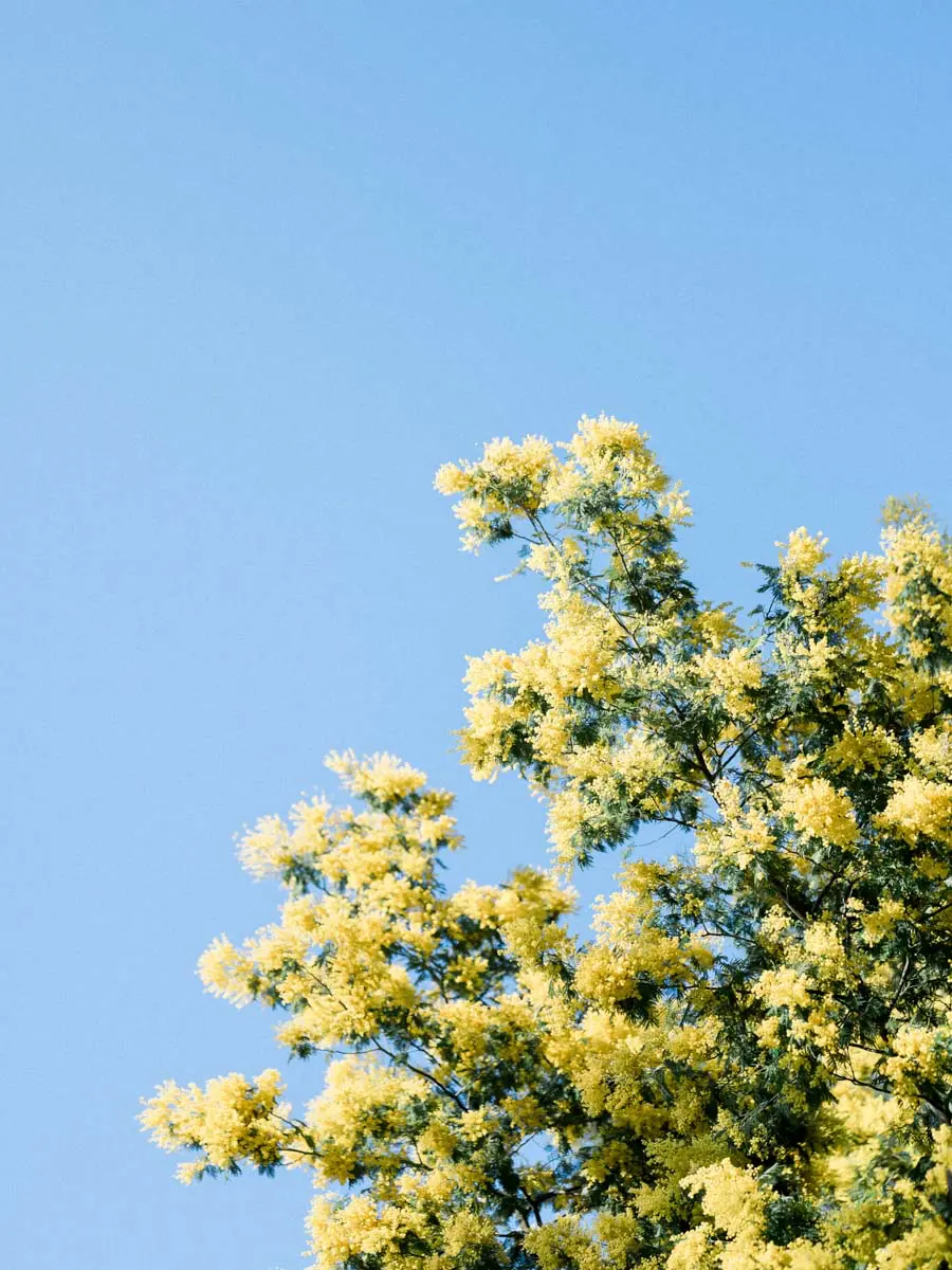 Mimosa in bloom against a blue sky on the Arcachon Bay