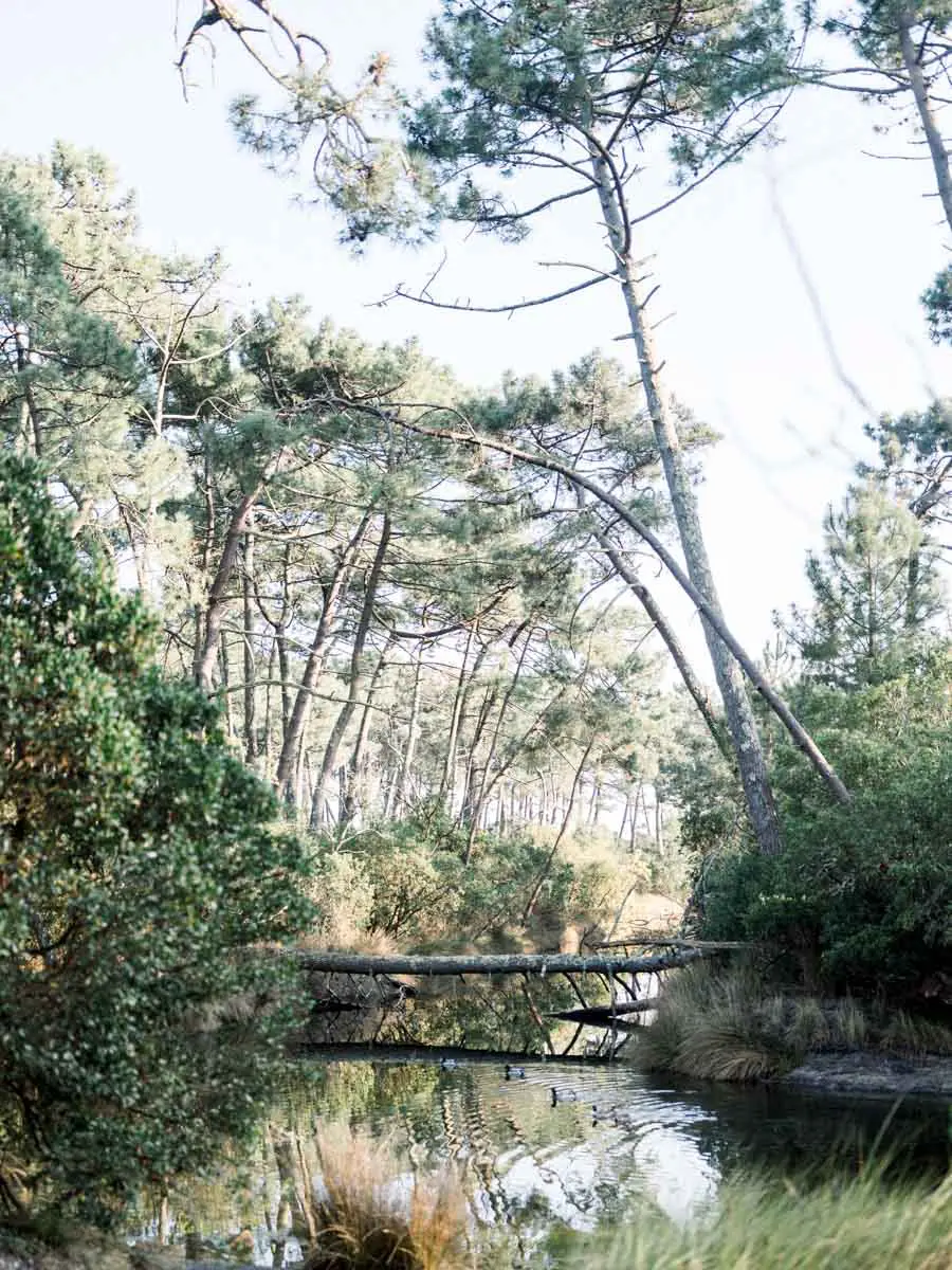 Pond and wooden footbridge beneath the pines at the Piraillan reservoirs