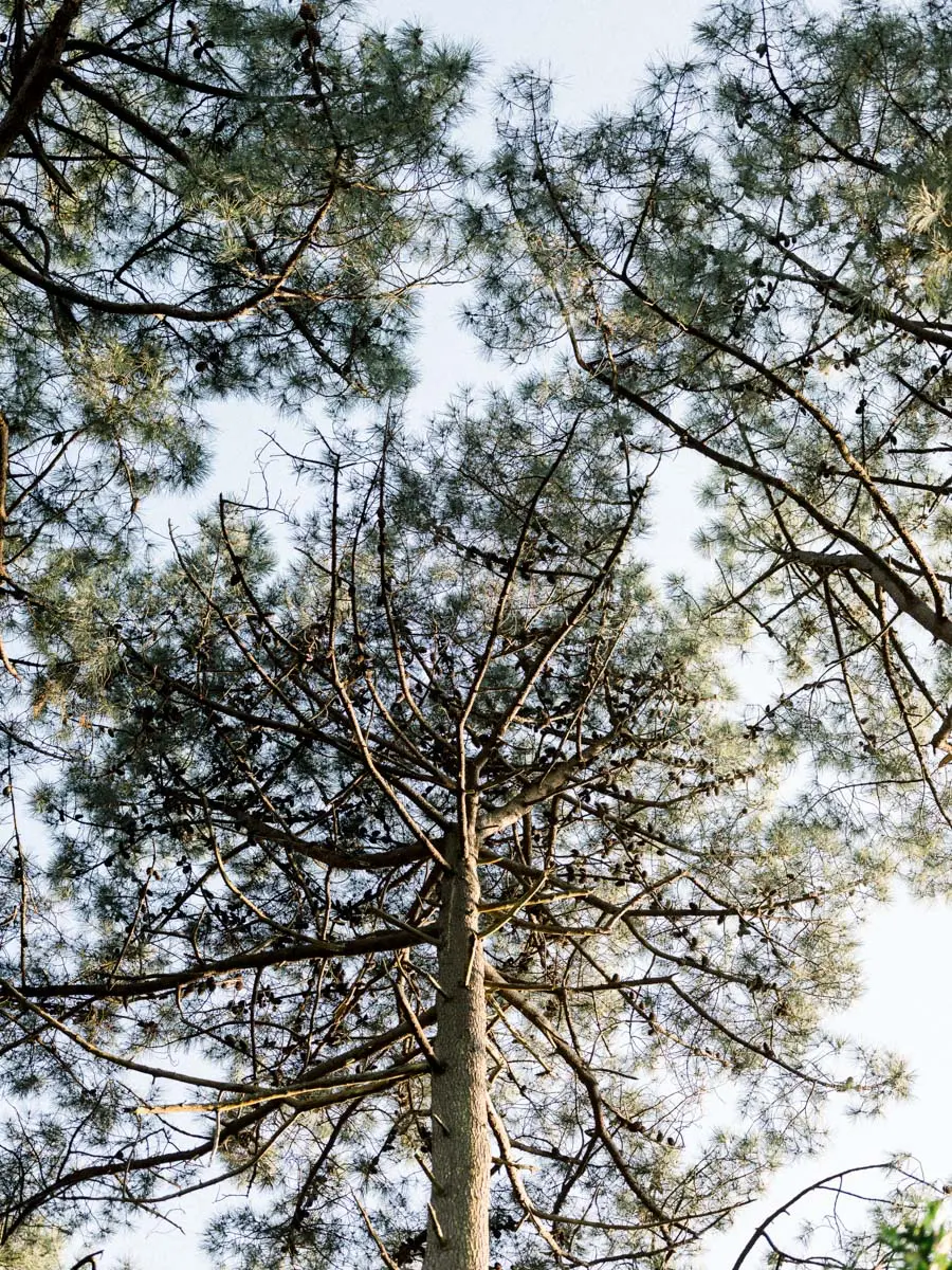 Crown of a tall pine seen from below at the Piraillan reservoirs
