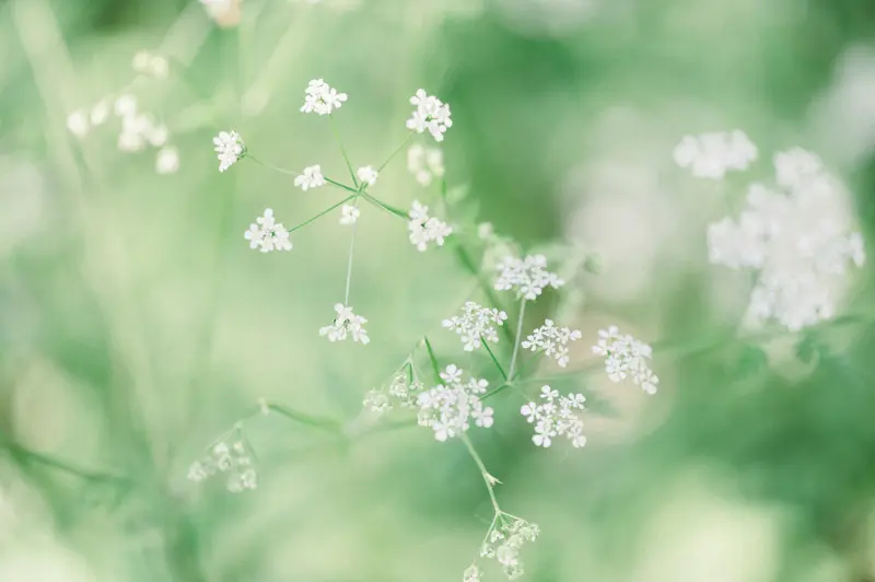 White umbellifer flowers amid soft greenery in Parc Majolan