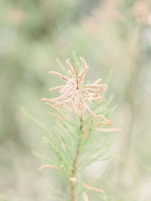 Pine branch in the gardens of Villa La Tosca