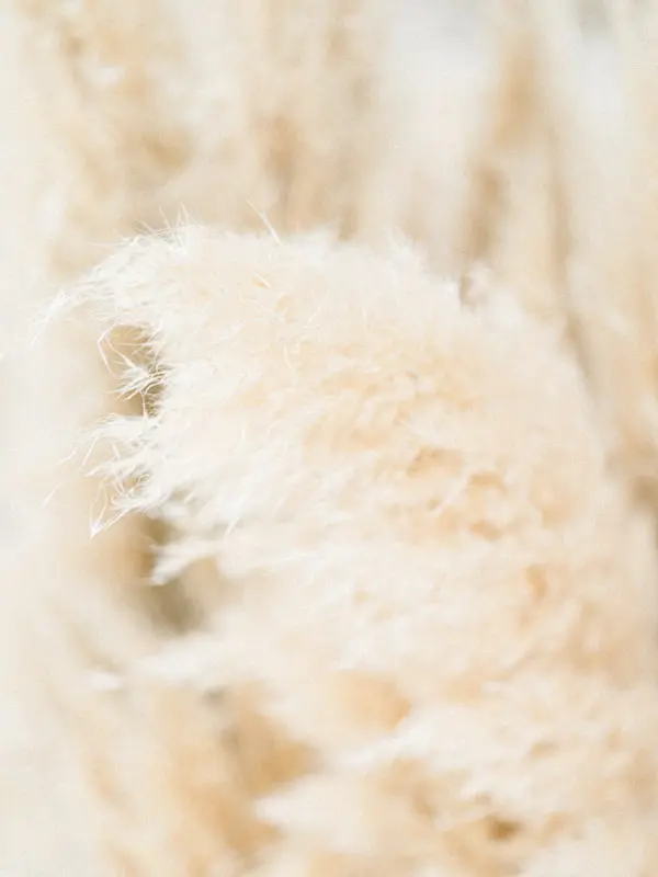 Pampas grass decoration for a wedding on Arcachon Bay