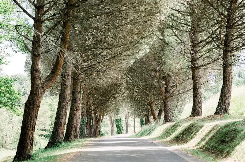 Pine-lined drive leading to Château de Seguin