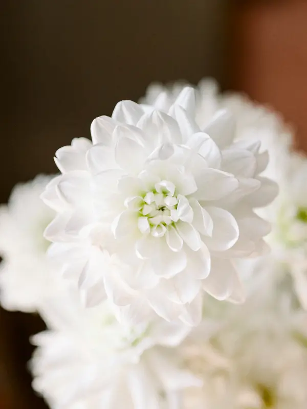 White flower detail, wedding at Domaine de Larchey
