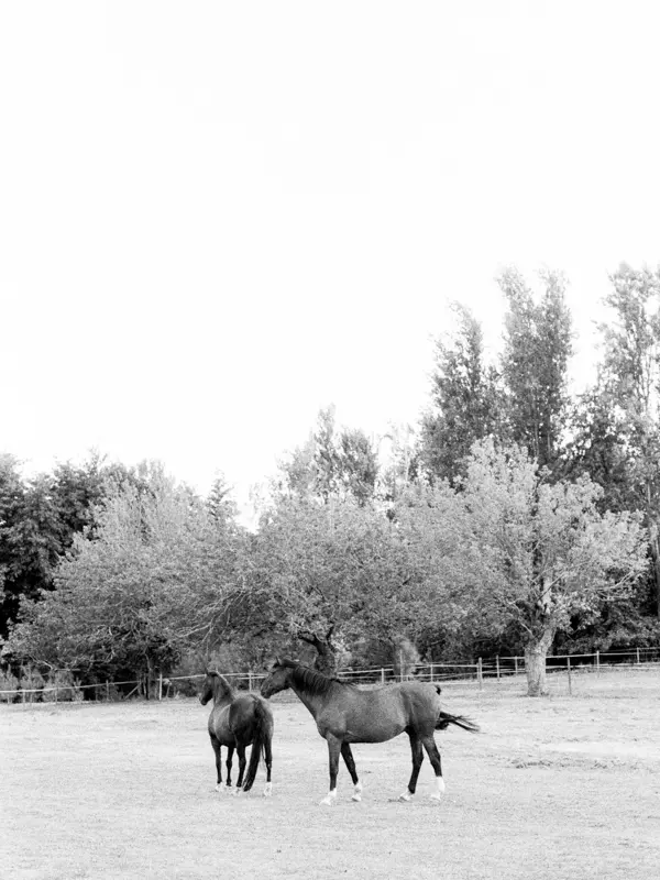 Horses in a meadow at Domaine de Larchey, black and white